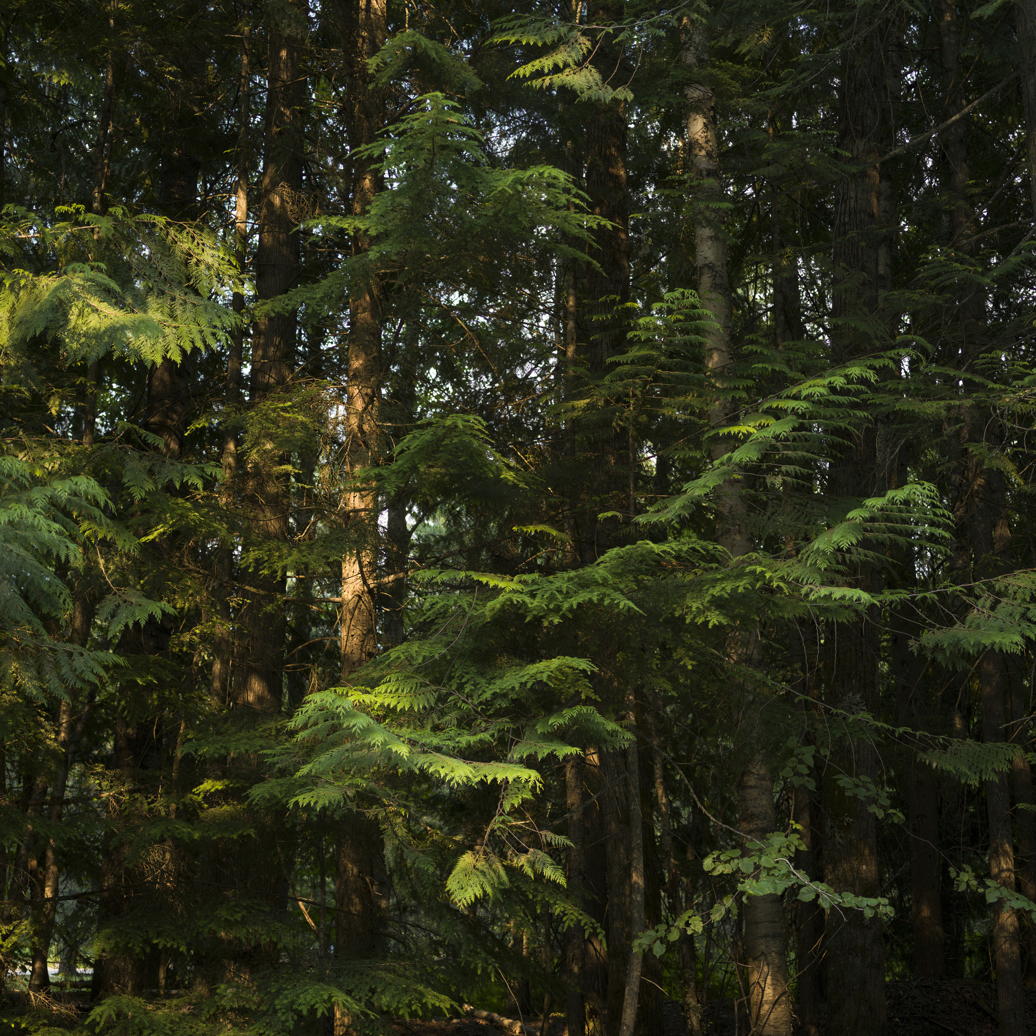 Hasselblad X1D-50c sample photo. Trees in forest, british columbia, canada photography