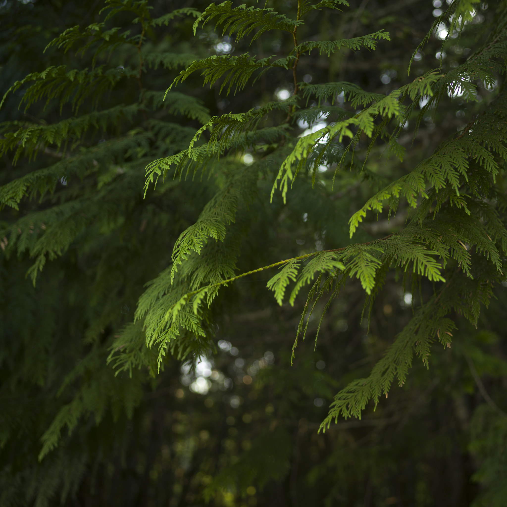 Hasselblad X1D-50c sample photo. Close-up of green leaves, british columbia, canada photography