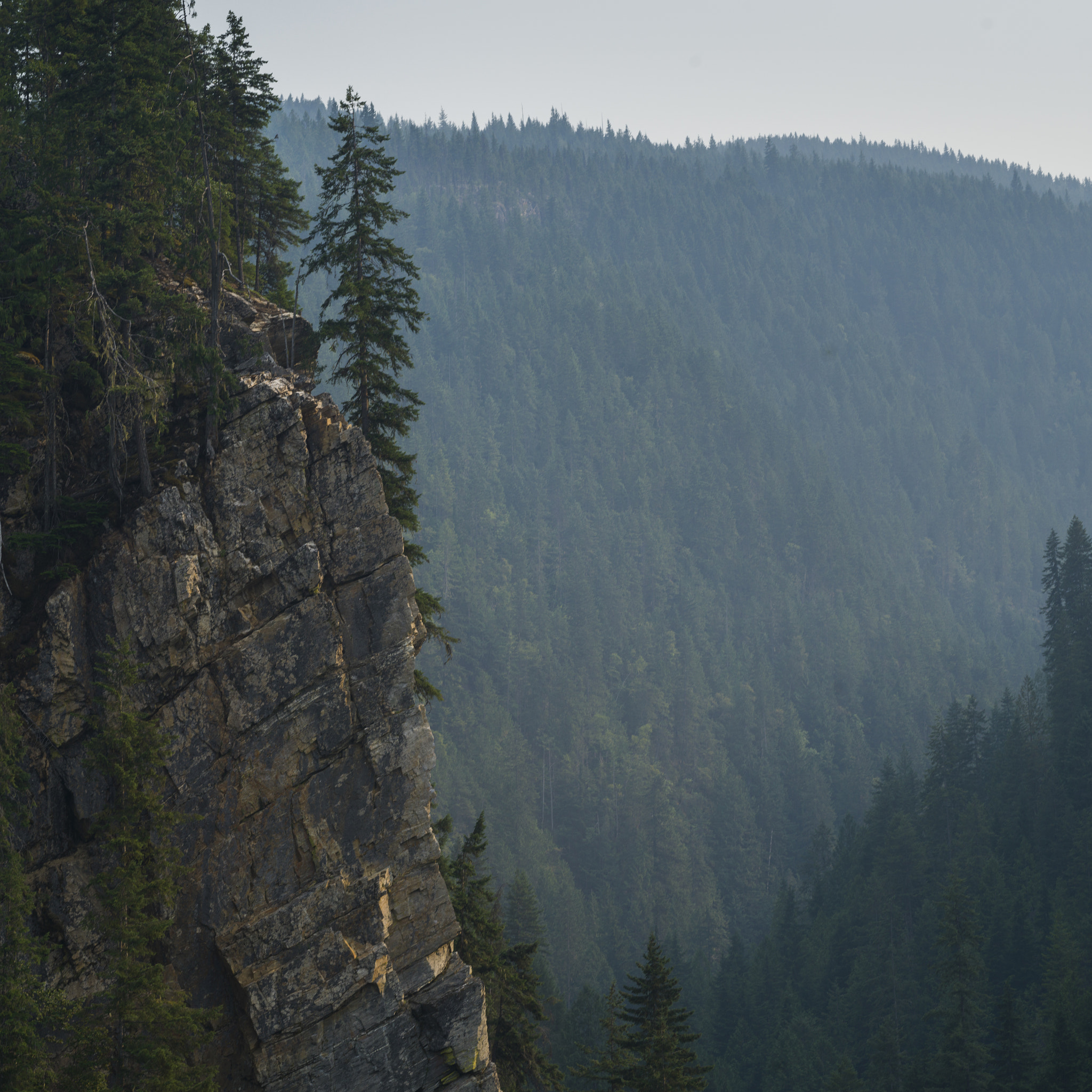 Hasselblad X1D-50c sample photo. Trees on mountain, british columbia, canada photography