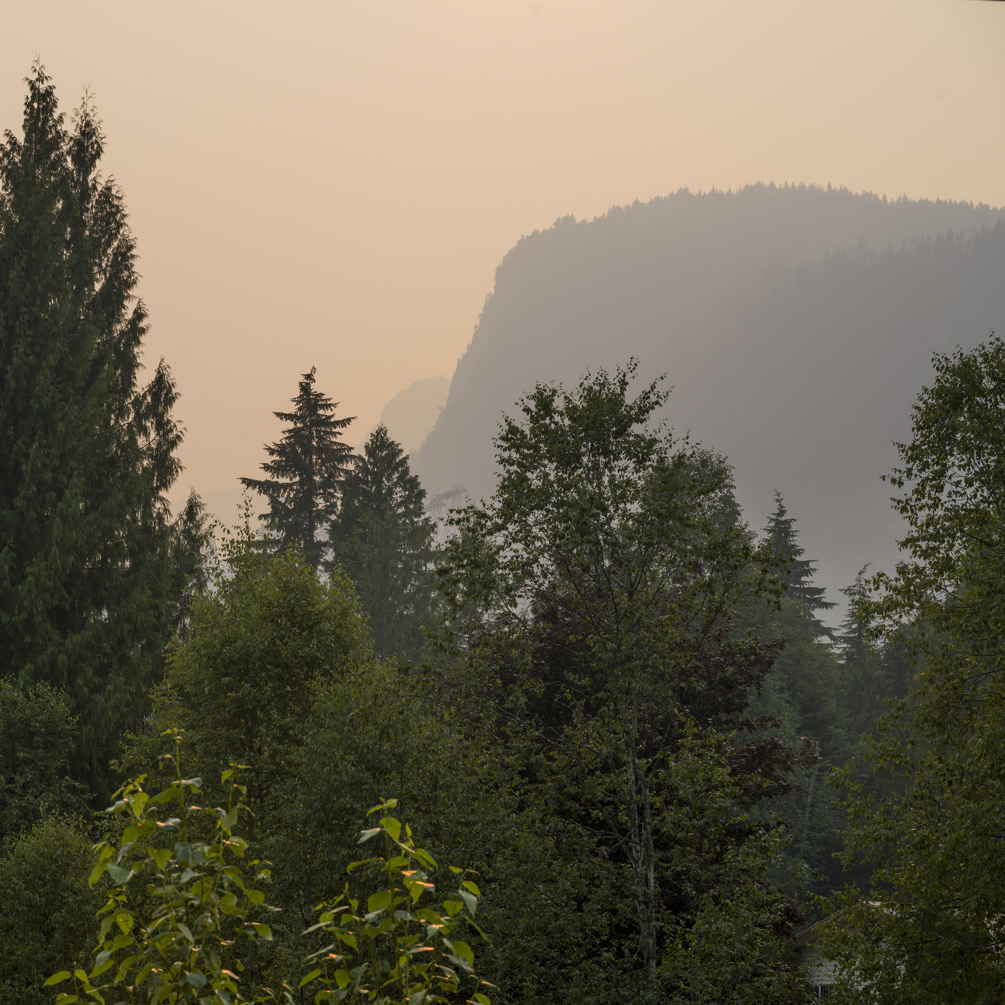 Hasselblad X1D-50c sample photo. Trees with mountain in the background, british columbia, canada photography