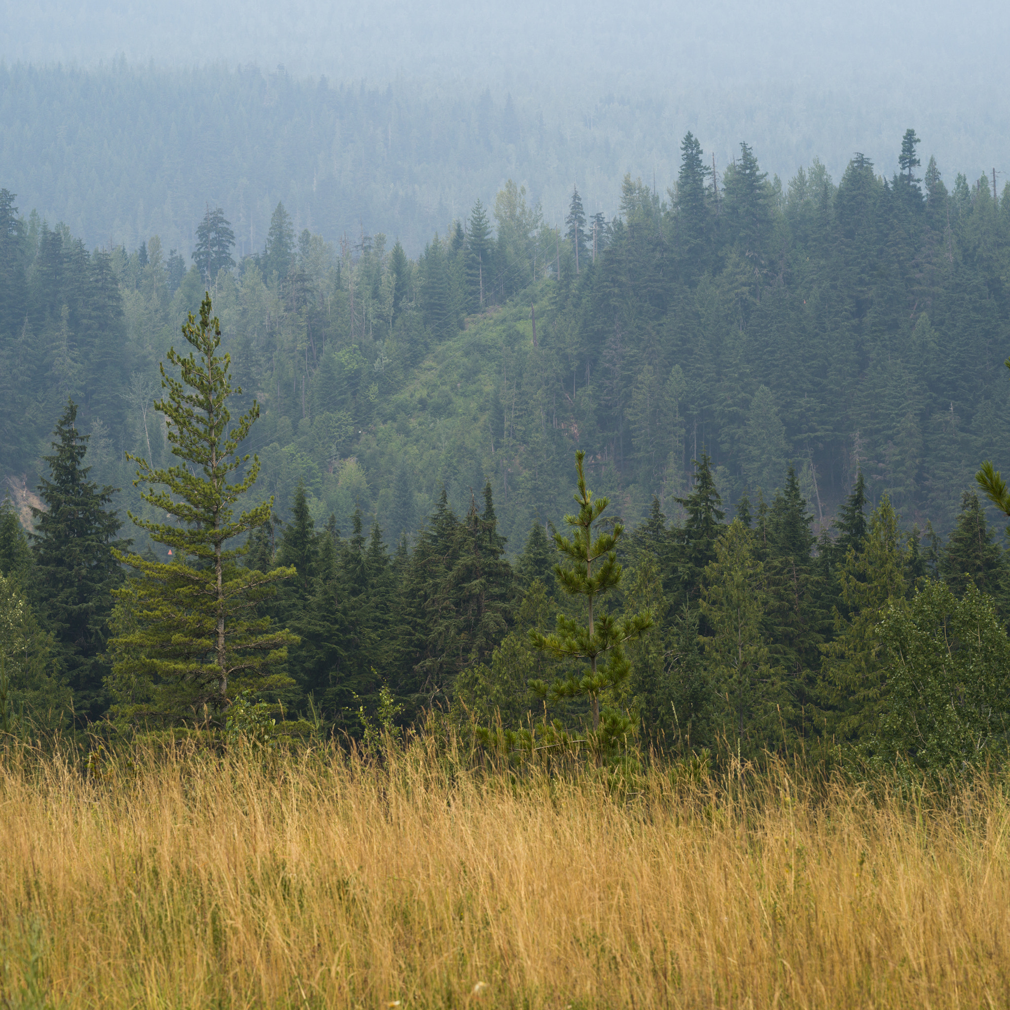 Hasselblad X1D-50c sample photo. Trees in a field, british columbia, canada photography