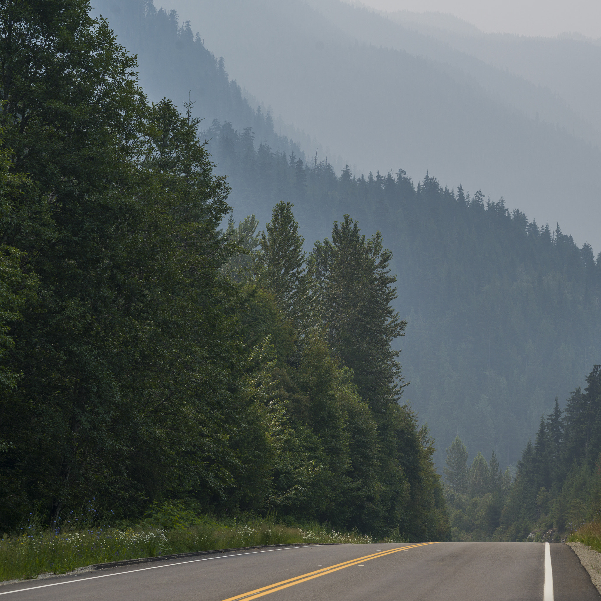 Hasselblad X1D-50c sample photo. Trees along road with mountain range in the background, british photography