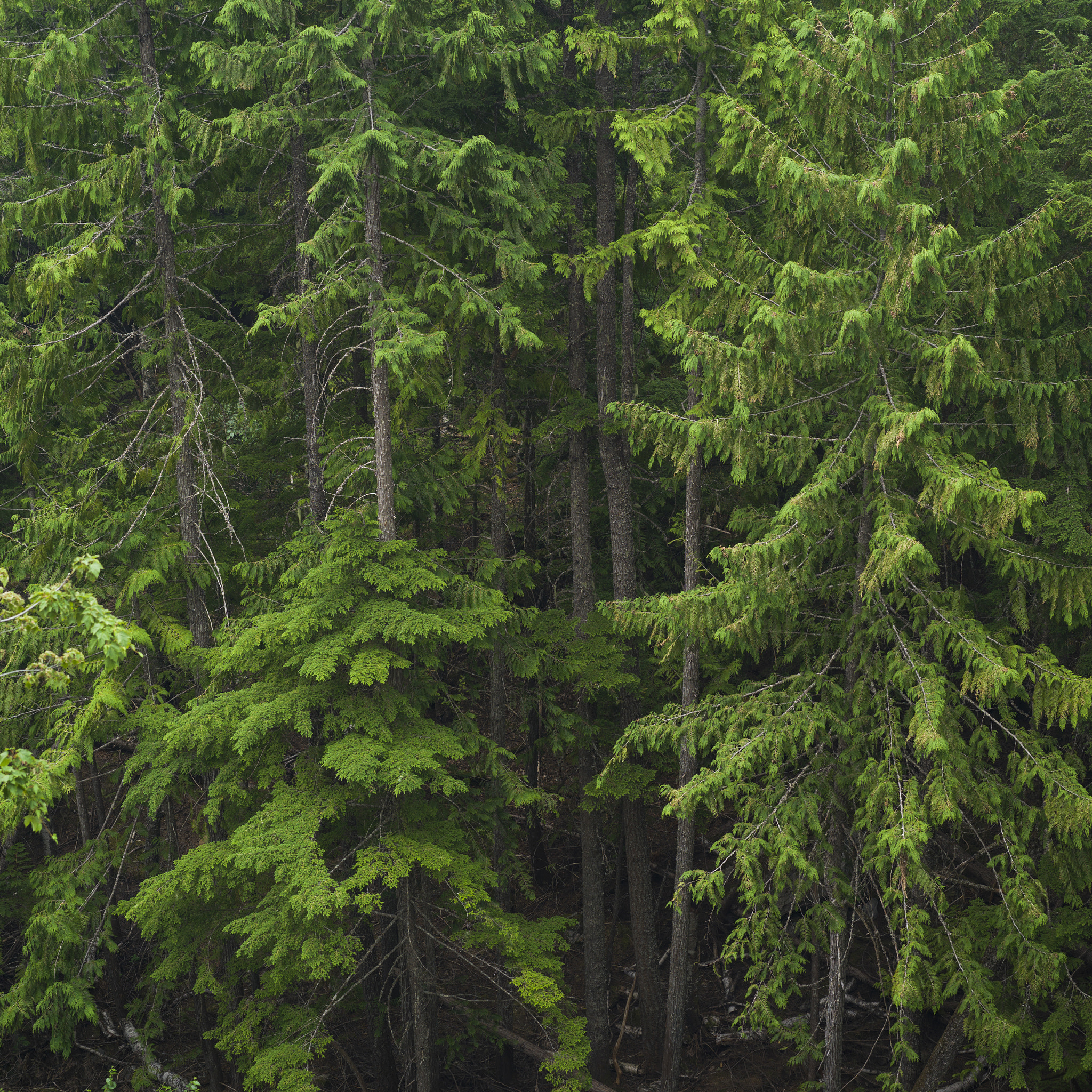 Hasselblad X1D-50c sample photo. Trees in forest, british columbia, canada photography