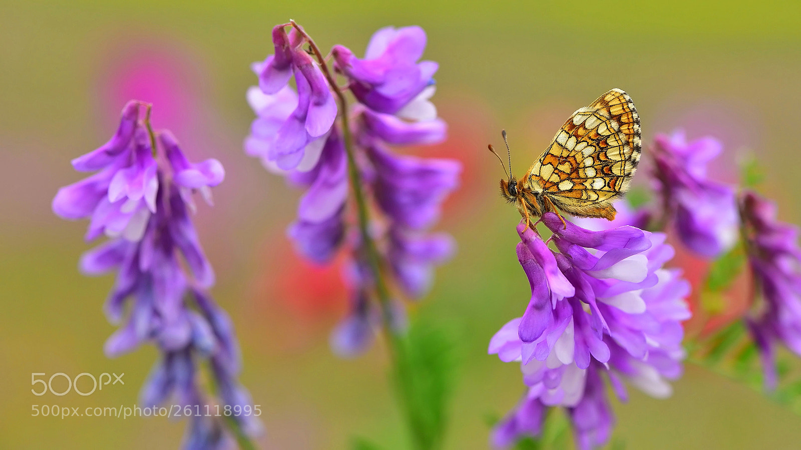 Nikon D810 sample photo. G zel amannisa melitaea photography