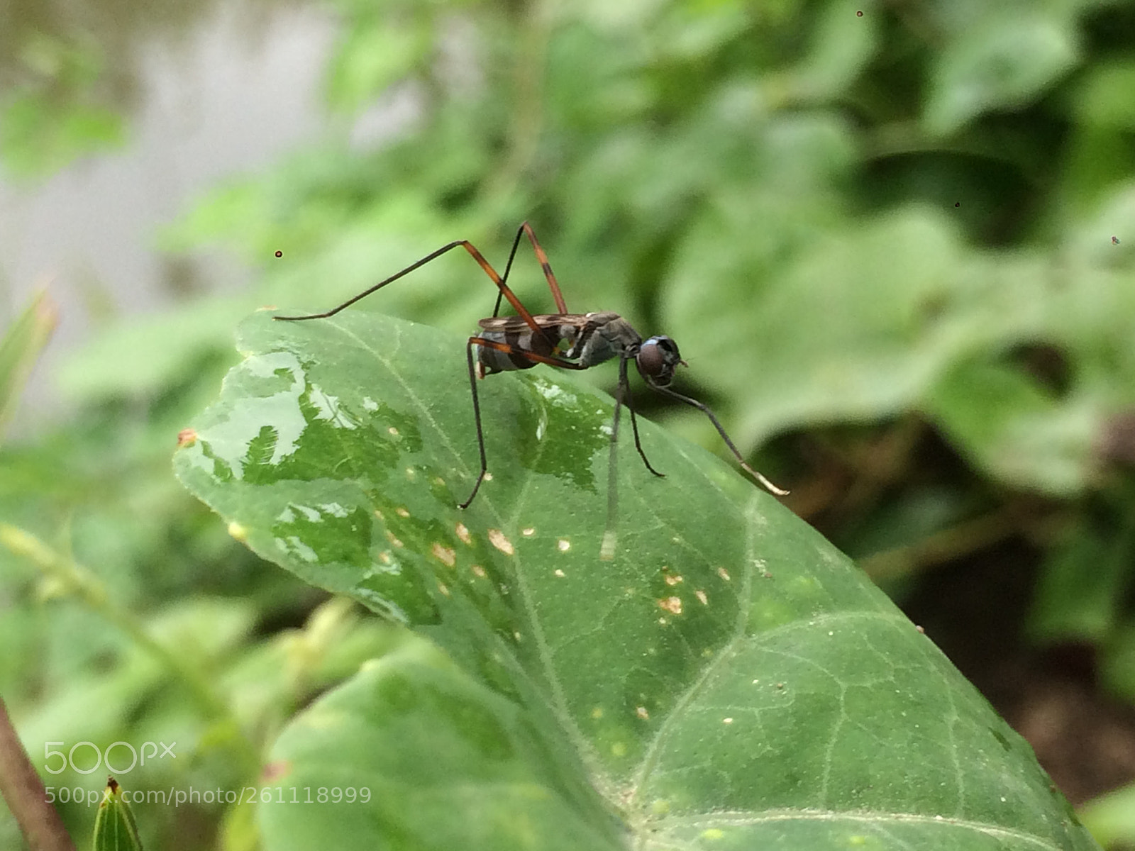Apple iPhone 5s sample photo. Ant photography