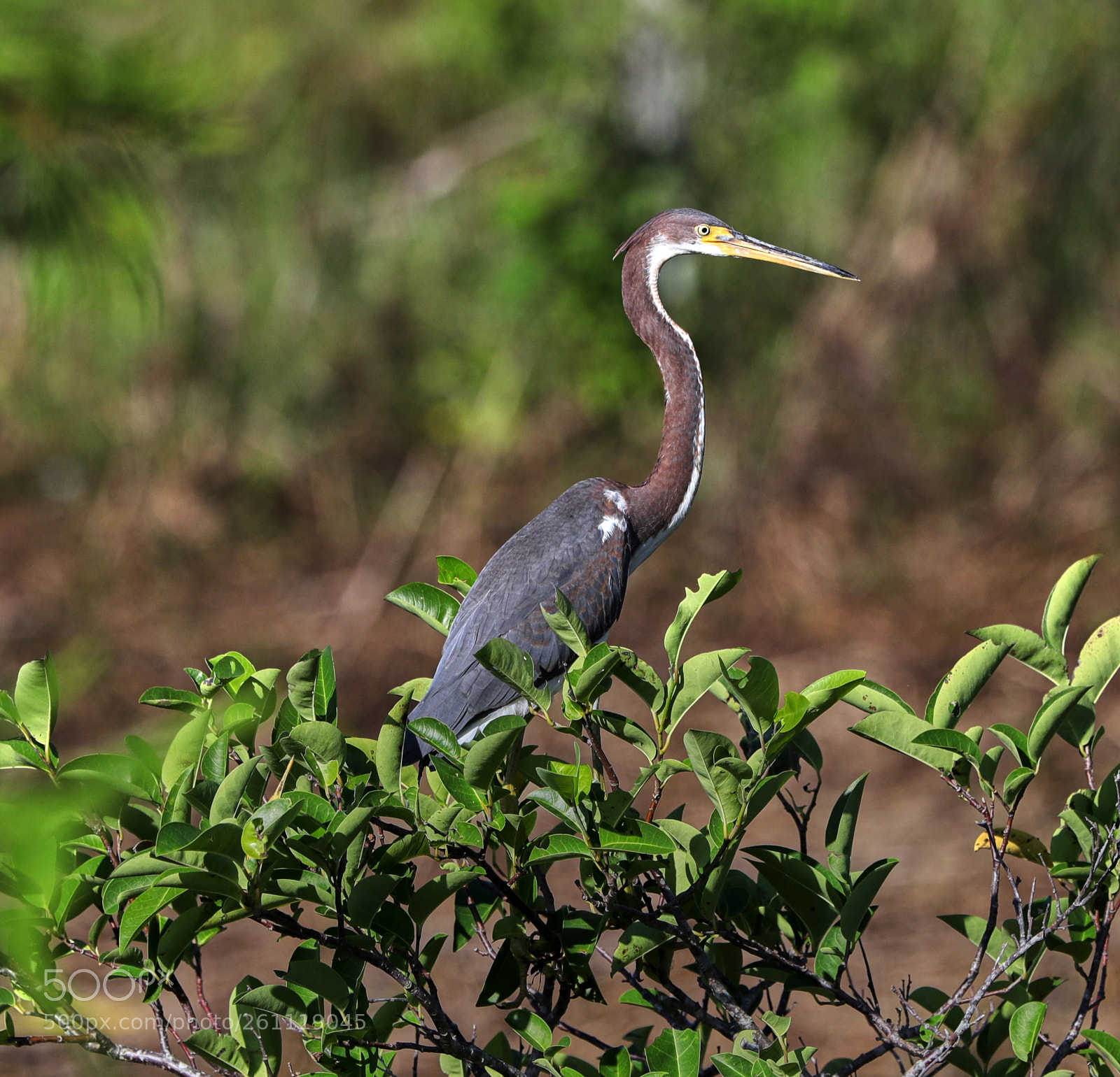 Canon EOS-1D X Mark II sample photo. 06-06-18-0021546.jpg photography