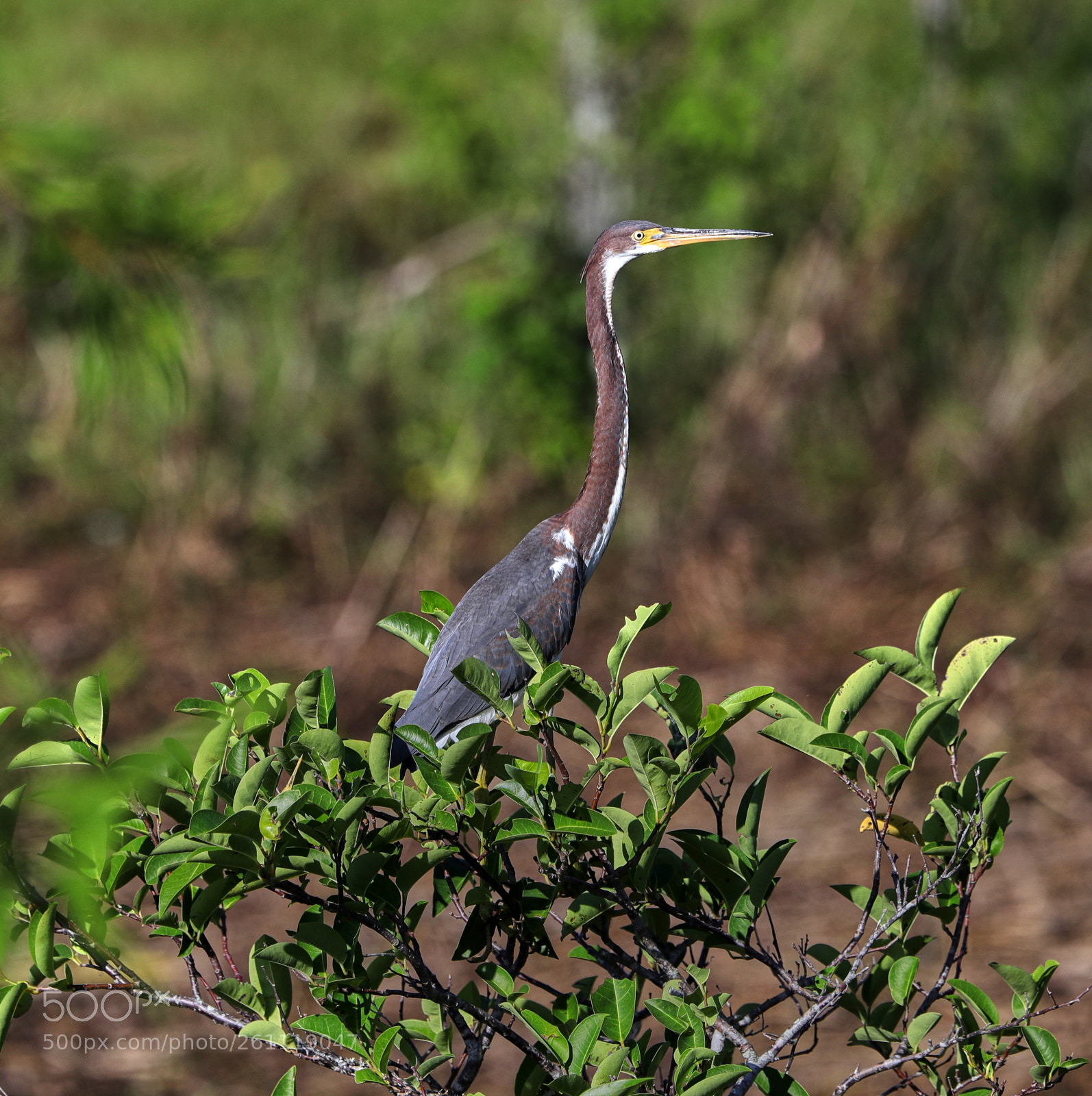 Canon EOS-1D X Mark II sample photo. 06-06-18-0021545.jpg photography