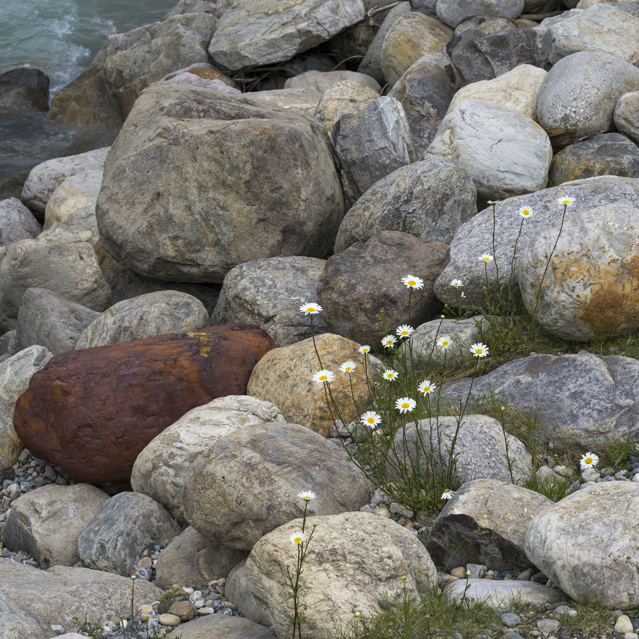 Hasselblad X1D-50c sample photo. Wildflowers growing between rocks, radium hot springs, british c photography