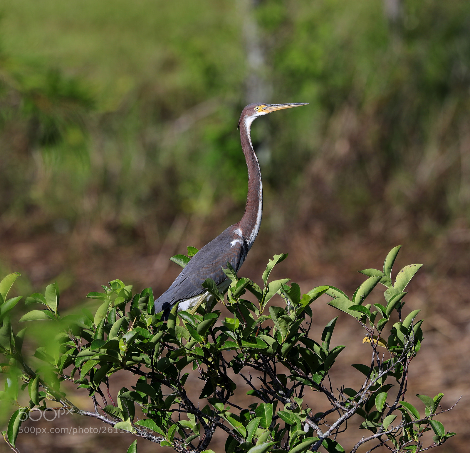 Canon EOS-1D X Mark II sample photo. 06-06-18-0021543.jpg photography