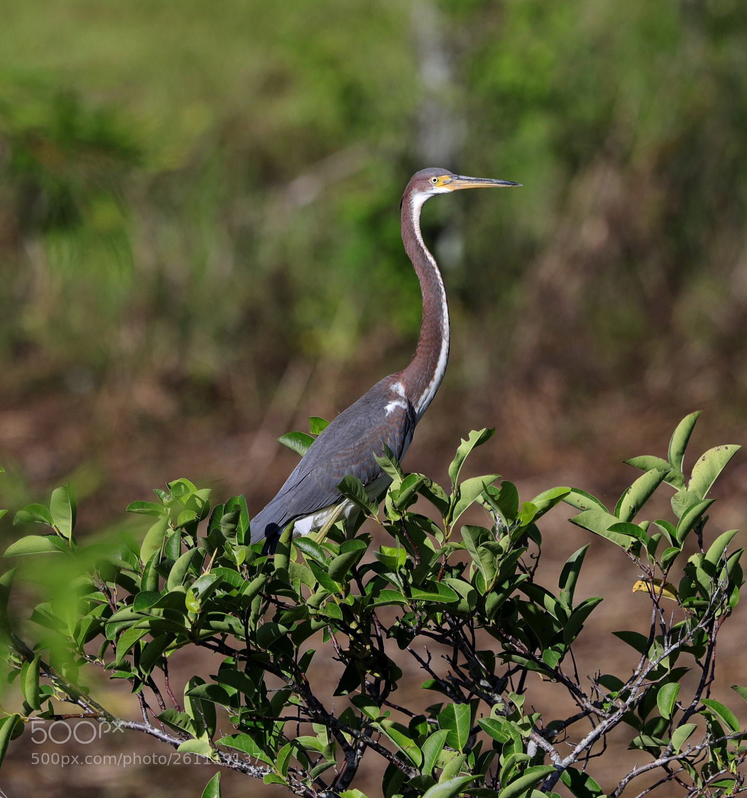 Canon EOS-1D X Mark II sample photo. 06-06-18-0021542.jpg photography