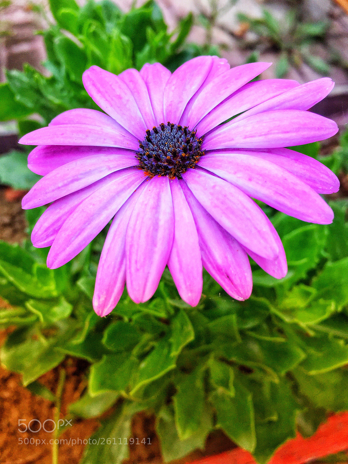 Apple iPhone 6 sample photo. Flower ??? photography