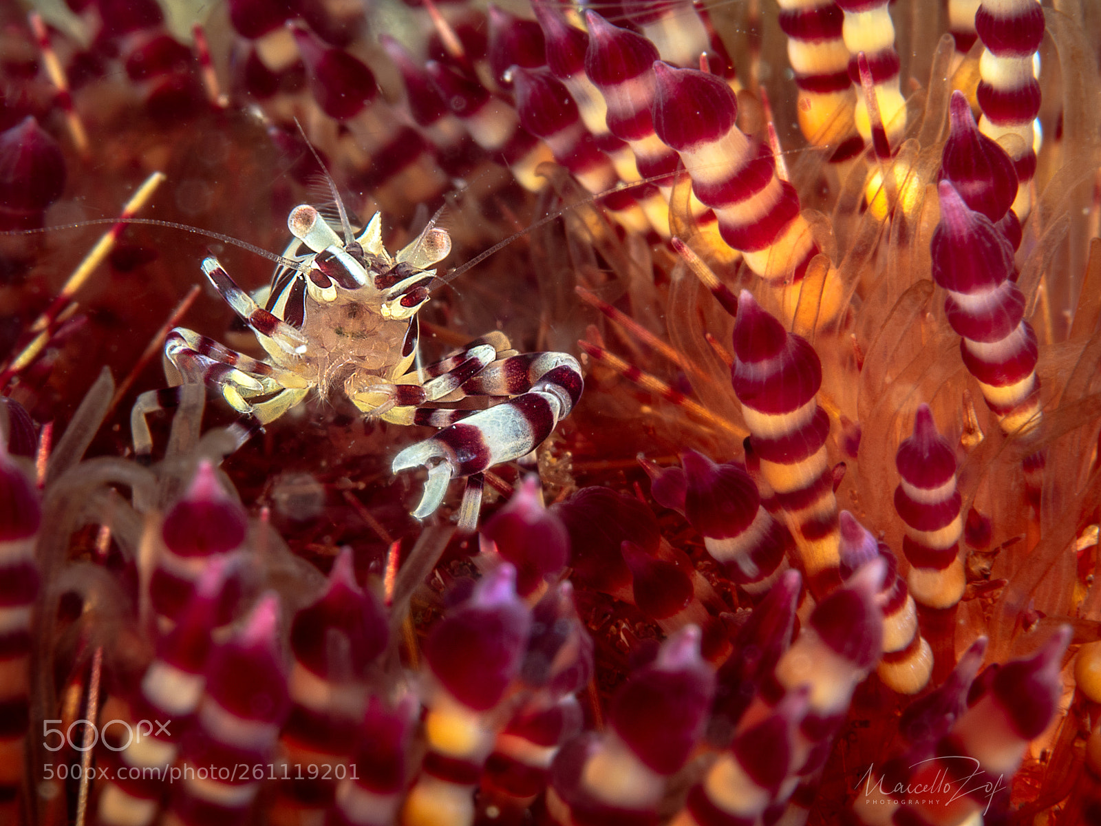 Panasonic Lumix DC-G9 sample photo. Shrimp and fire urchin photography