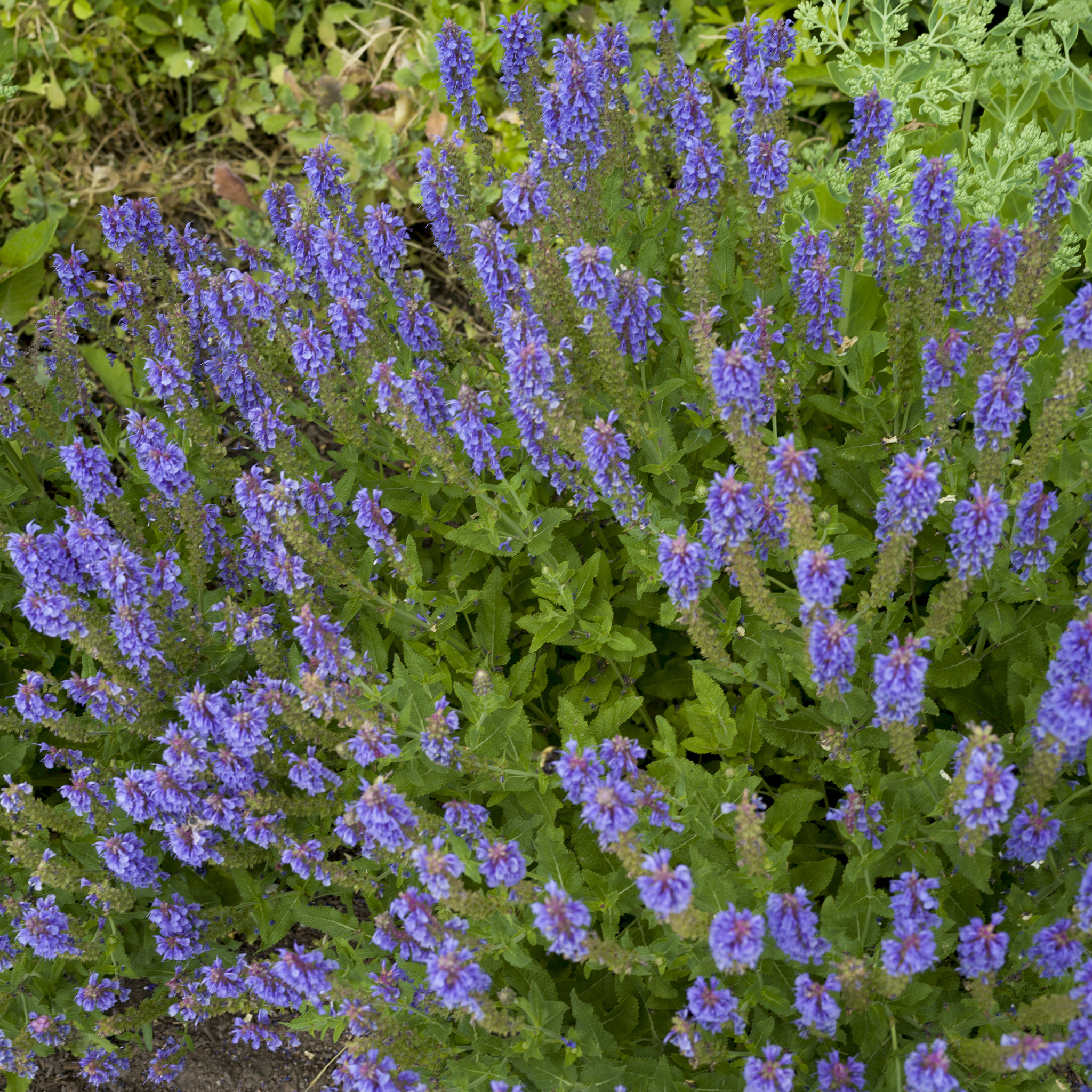 Hasselblad X1D-50c sample photo. Close-up of wildflowers, new denver, british columbia, canada photography