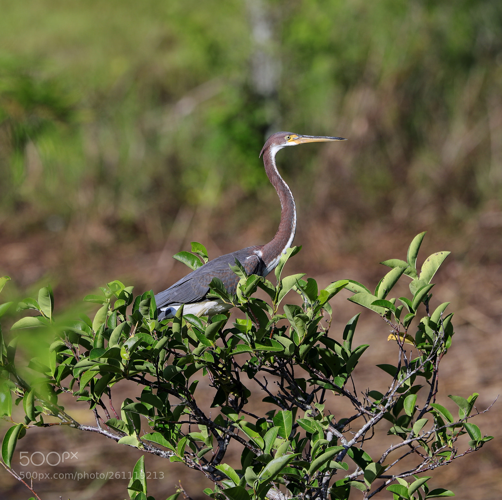 Canon EOS-1D X Mark II sample photo. 06-06-18-0021540.jpg photography