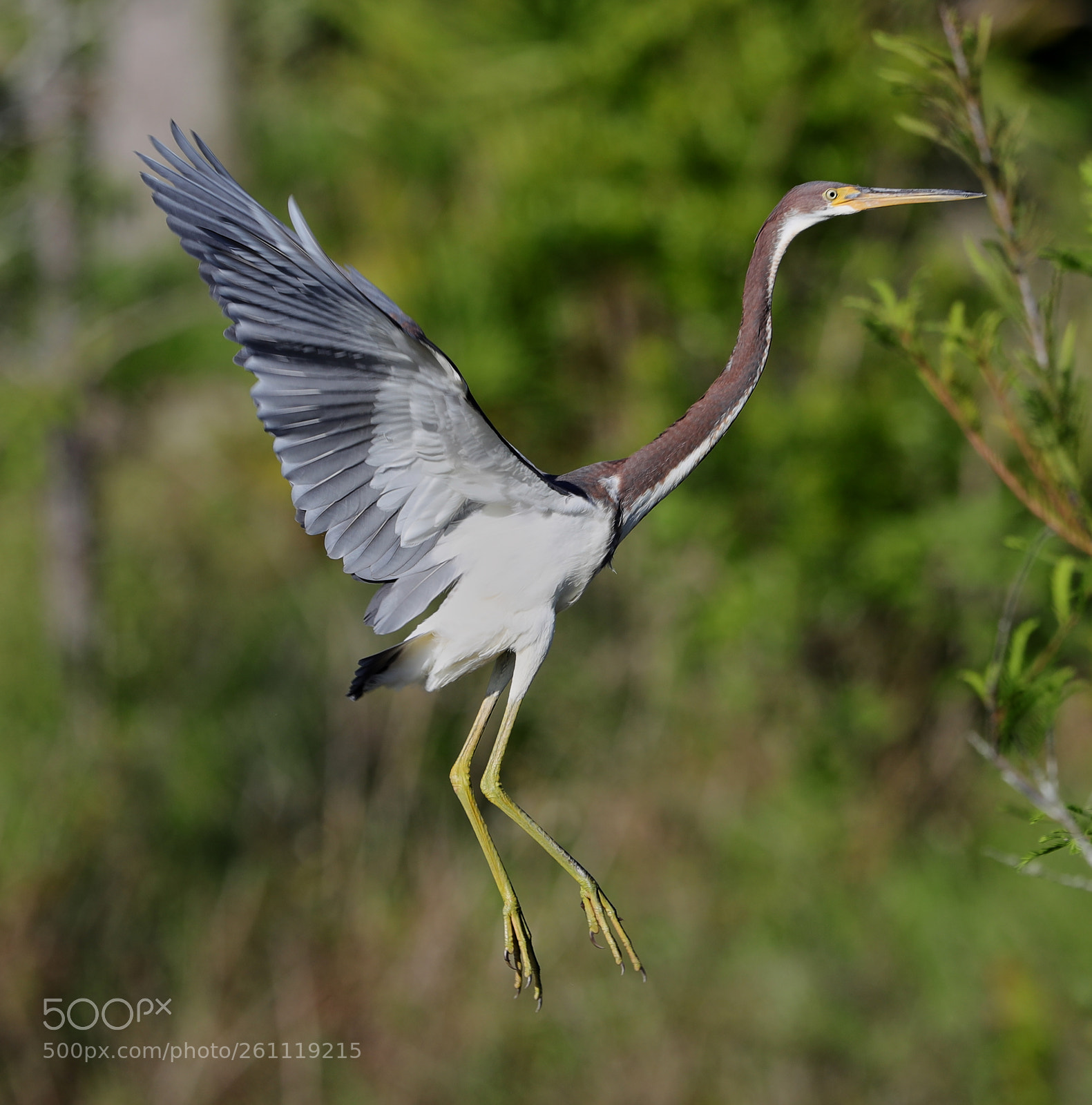 Canon EOS-1D X Mark II sample photo. 06-06-18-0021538.jpg photography