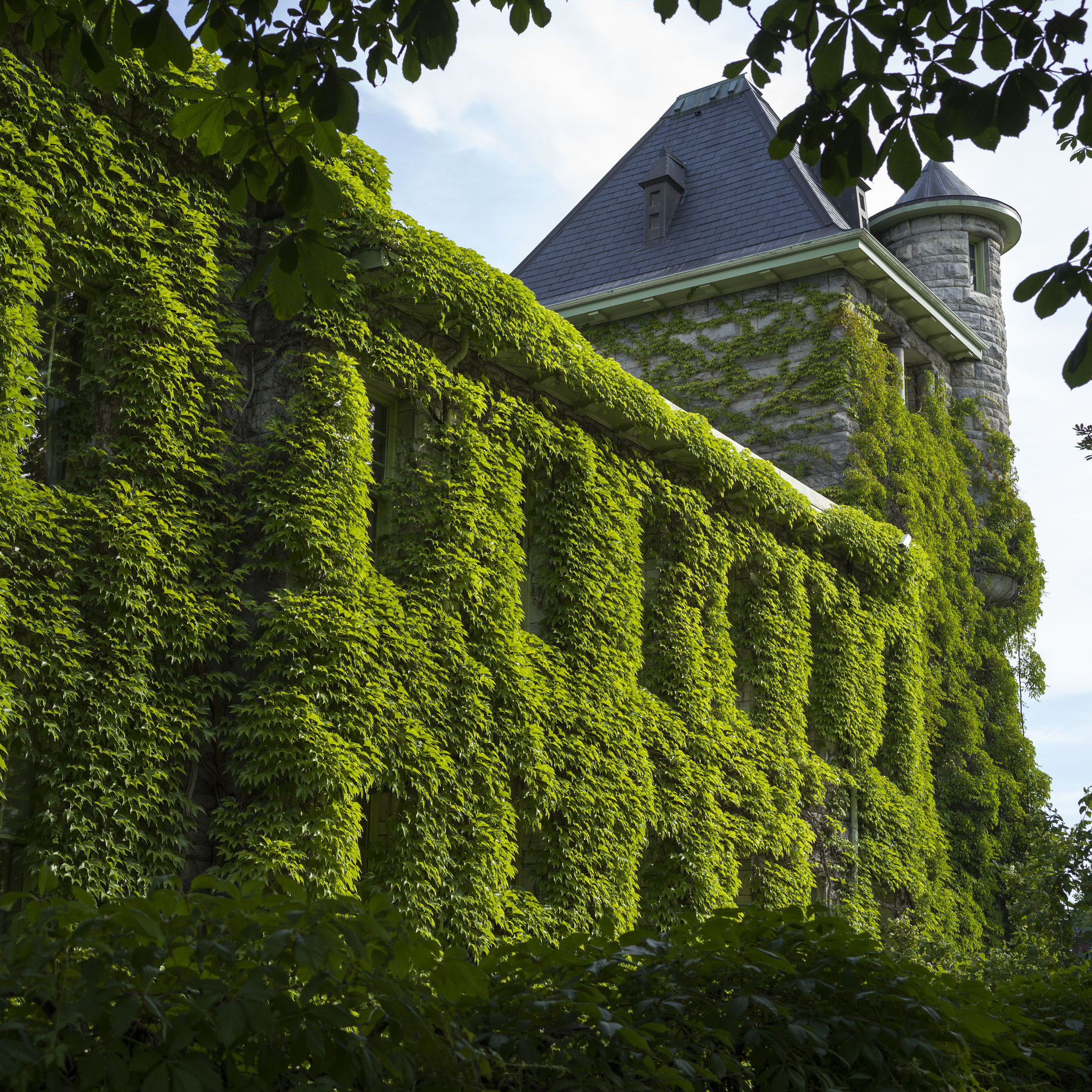 Hasselblad X1D-50c sample photo. Low angle view of ivy covered building, courthouse, nelson, brit photography
