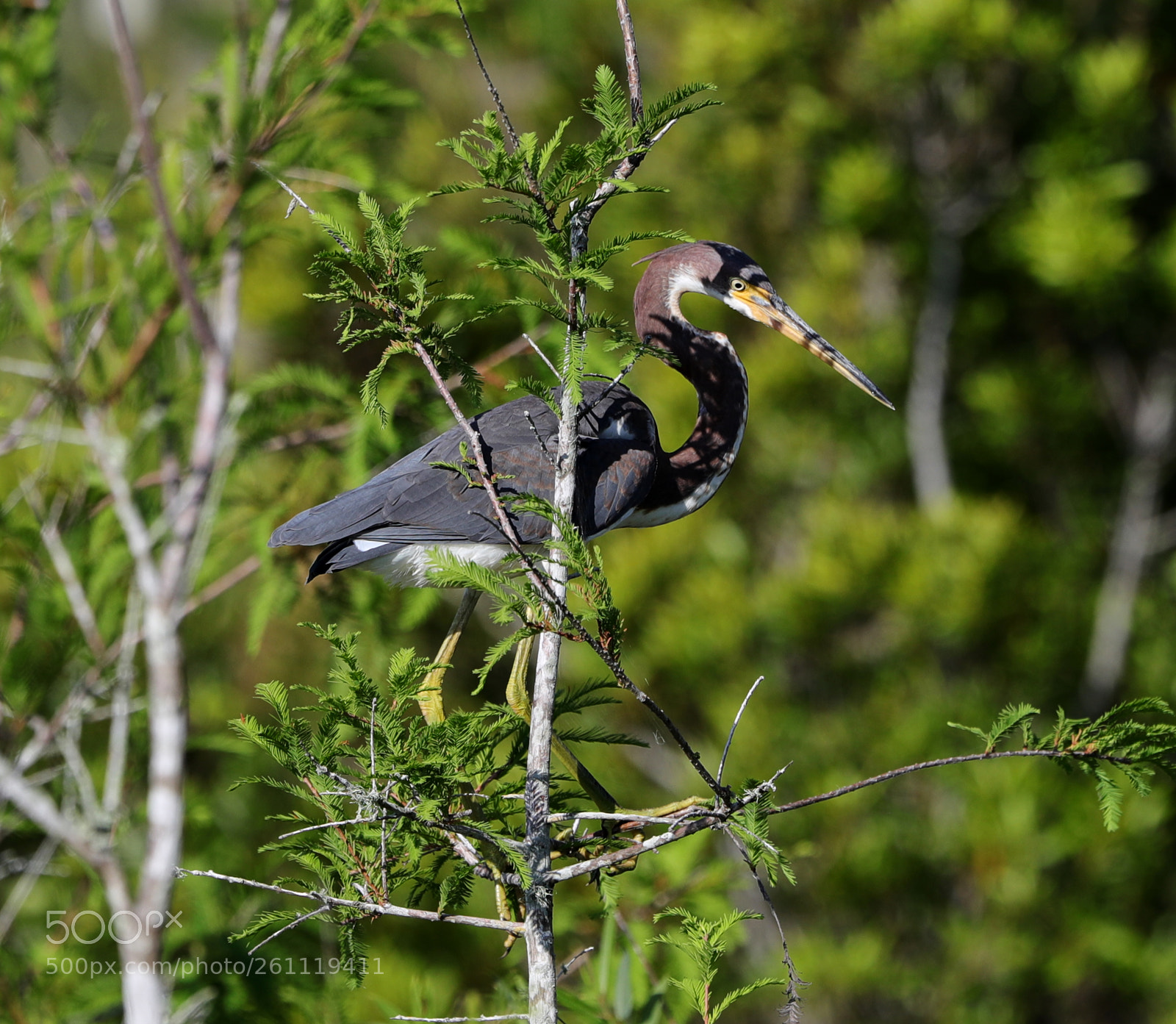 Canon EOS-1D X Mark II sample photo. 06-06-18-0021534.jpg photography