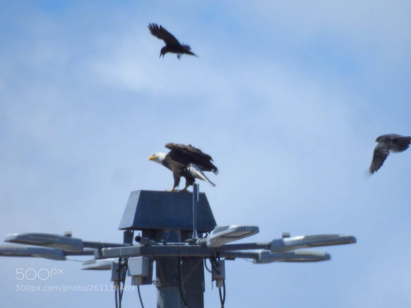 Nikon Coolpix P900 sample photo. Nasty crows photography