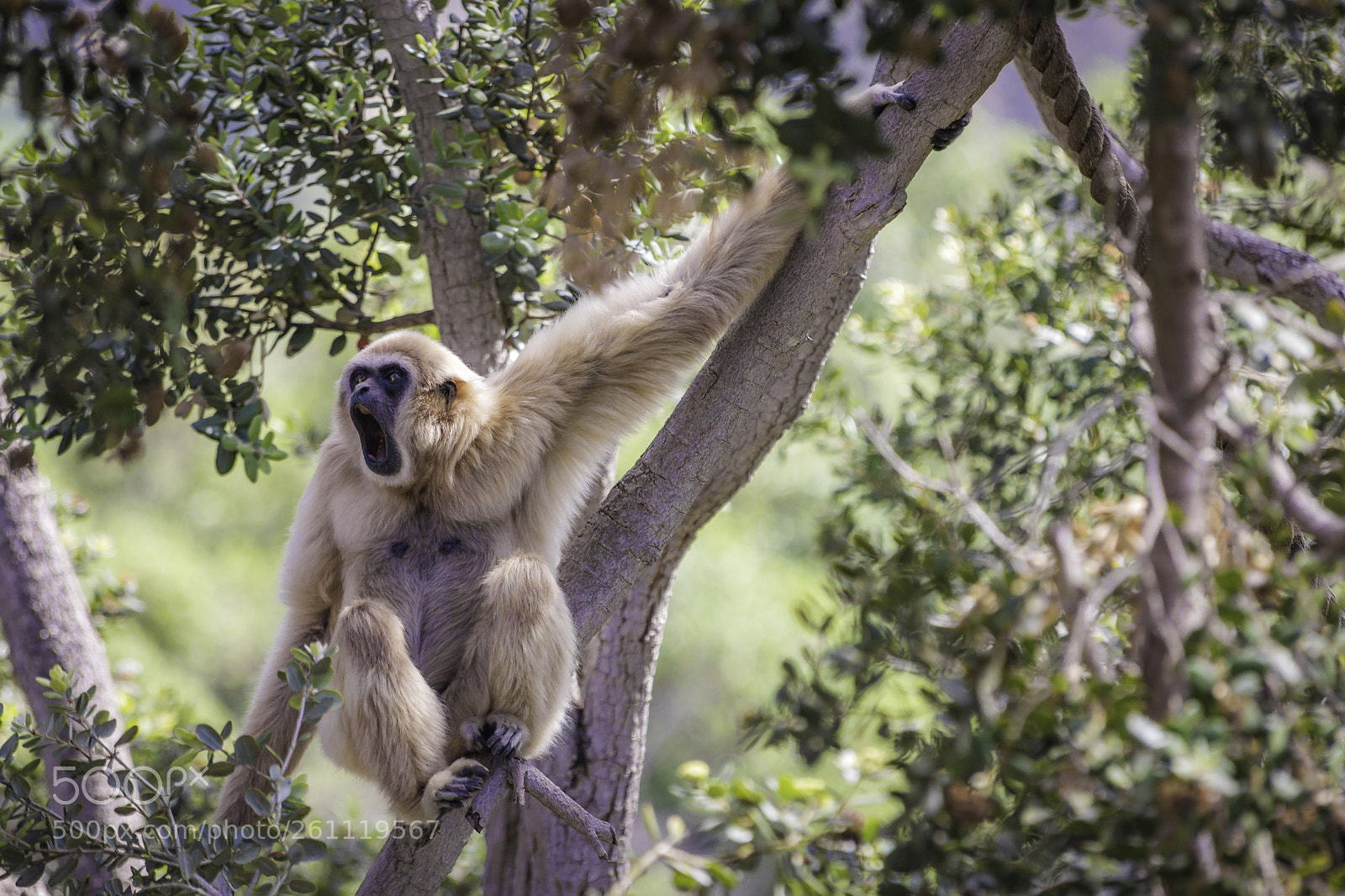 Canon EOS 80D sample photo. 2018-04-08 santa barbara zoo photography