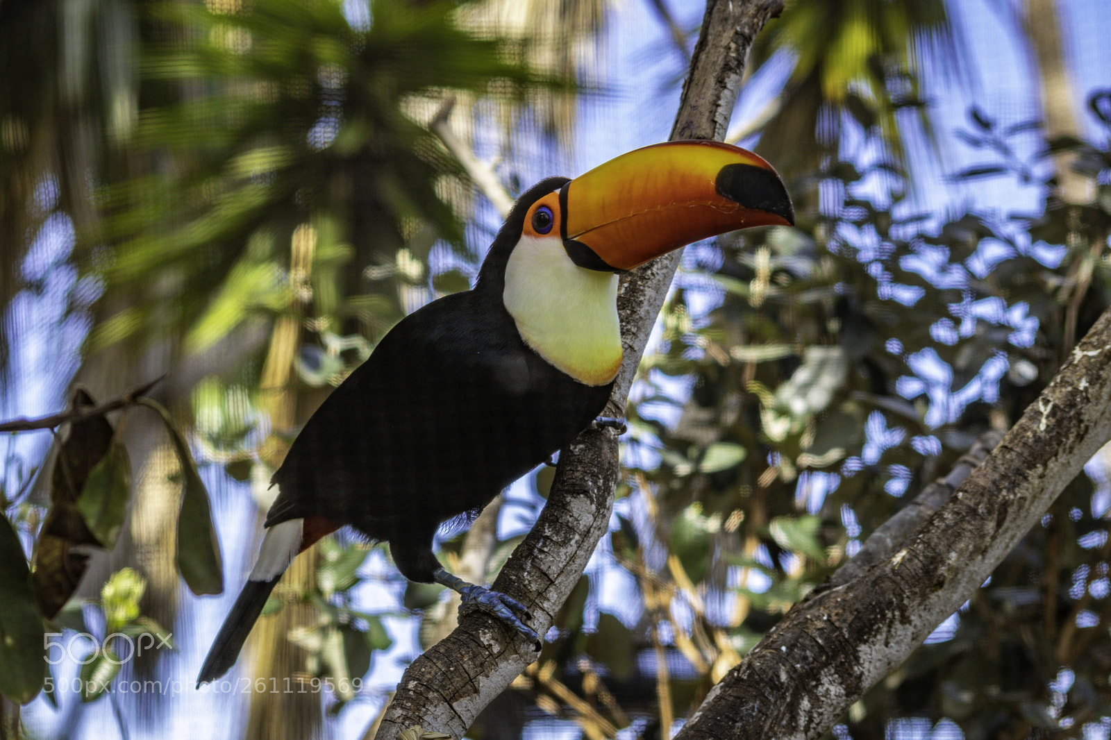 Canon EOS 80D sample photo. 2018-04-08 santa barbara zoo photography