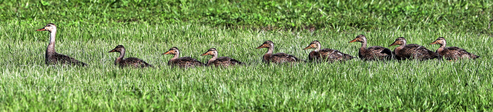 Canon EOS-1D X Mark II sample photo. 06-06-18-0021521.jpg photography