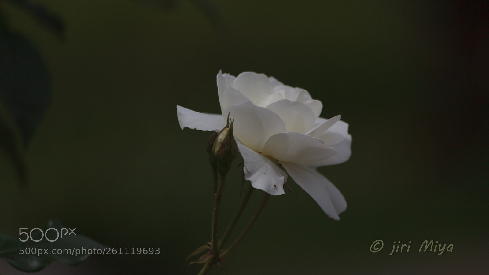 Canon EOS 5D Mark II sample photo. Calm photography