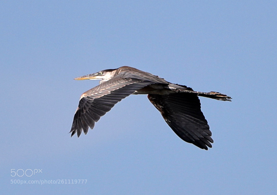 Canon EOS-1D X Mark II sample photo. 06-06-18-0021553.jpg photography