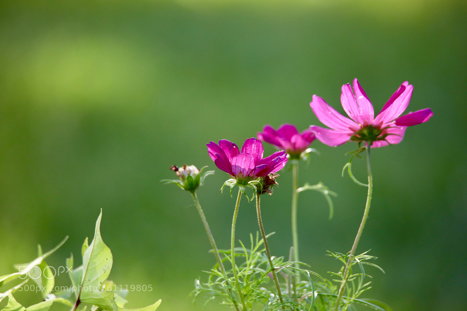 Canon EOS 5D Mark IV sample photo. Untitled photography