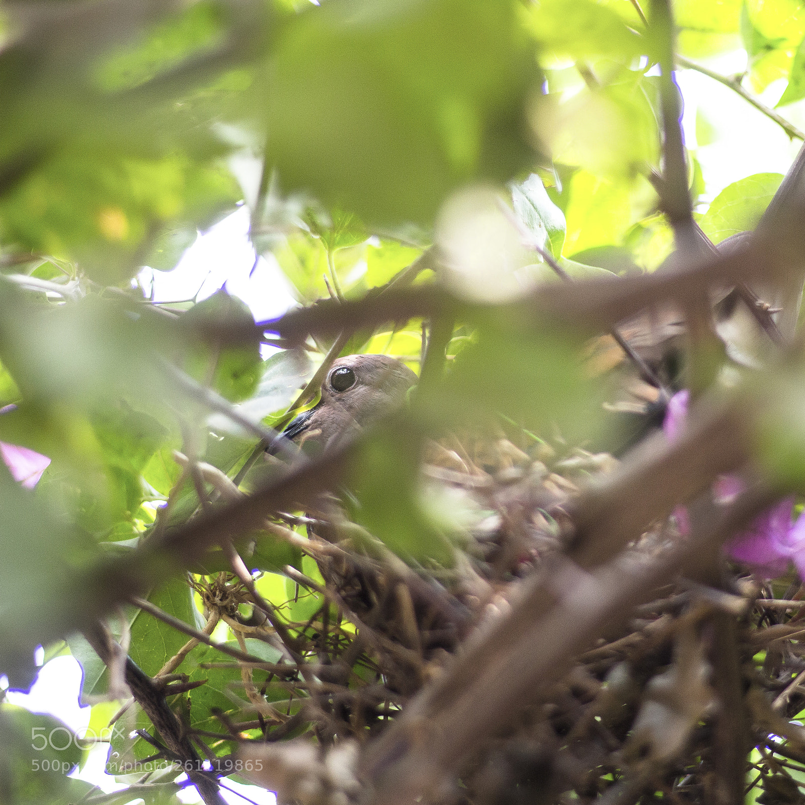 Canon EOS 700D (EOS Rebel T5i / EOS Kiss X7i) sample photo. Dove hiding in its photography