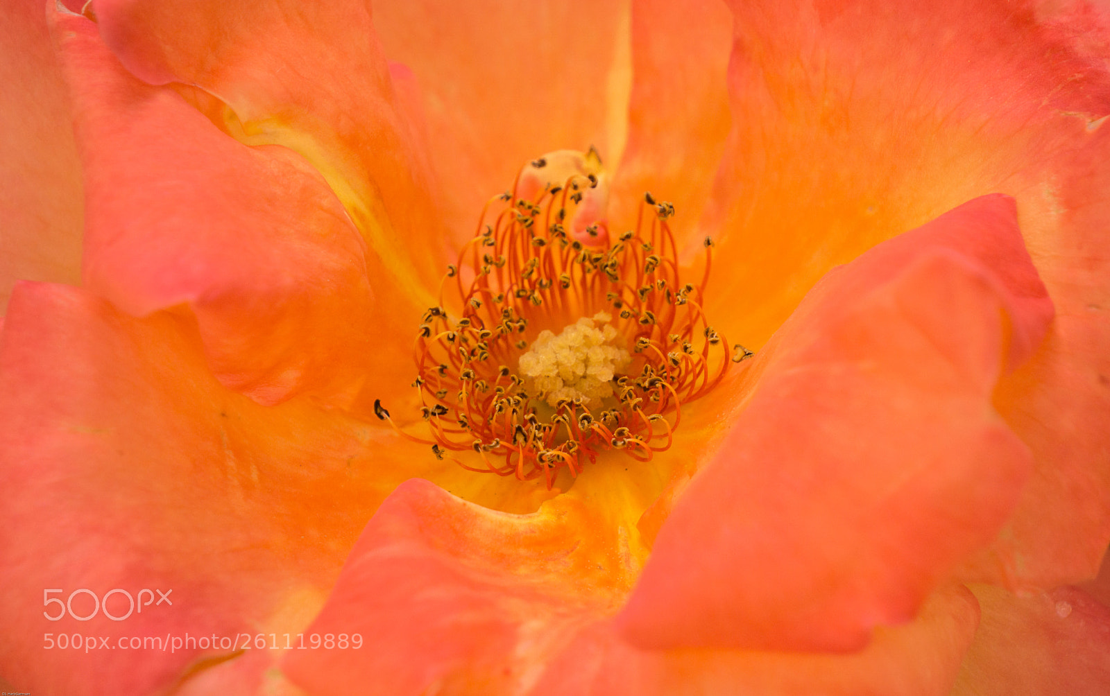 Sony a6000 sample photo. Inside a rose photography