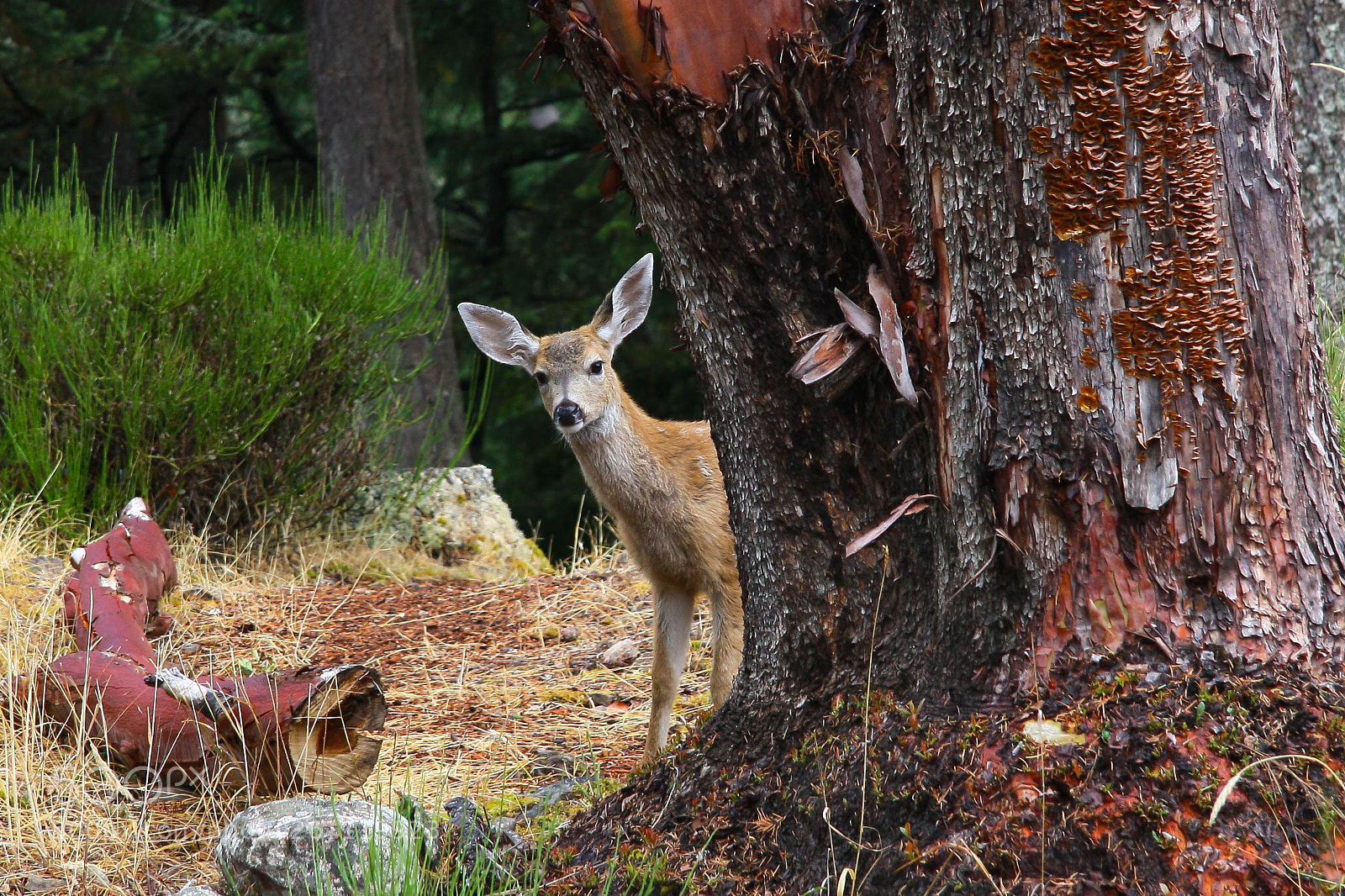 Canon EOS 50D sample photo. Deer behind stump photography