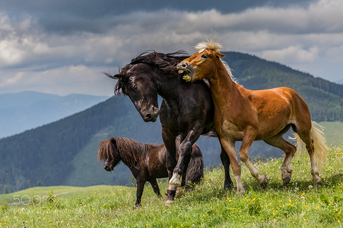 Canon EOS 5D Mark IV sample photo. Freiheit photography