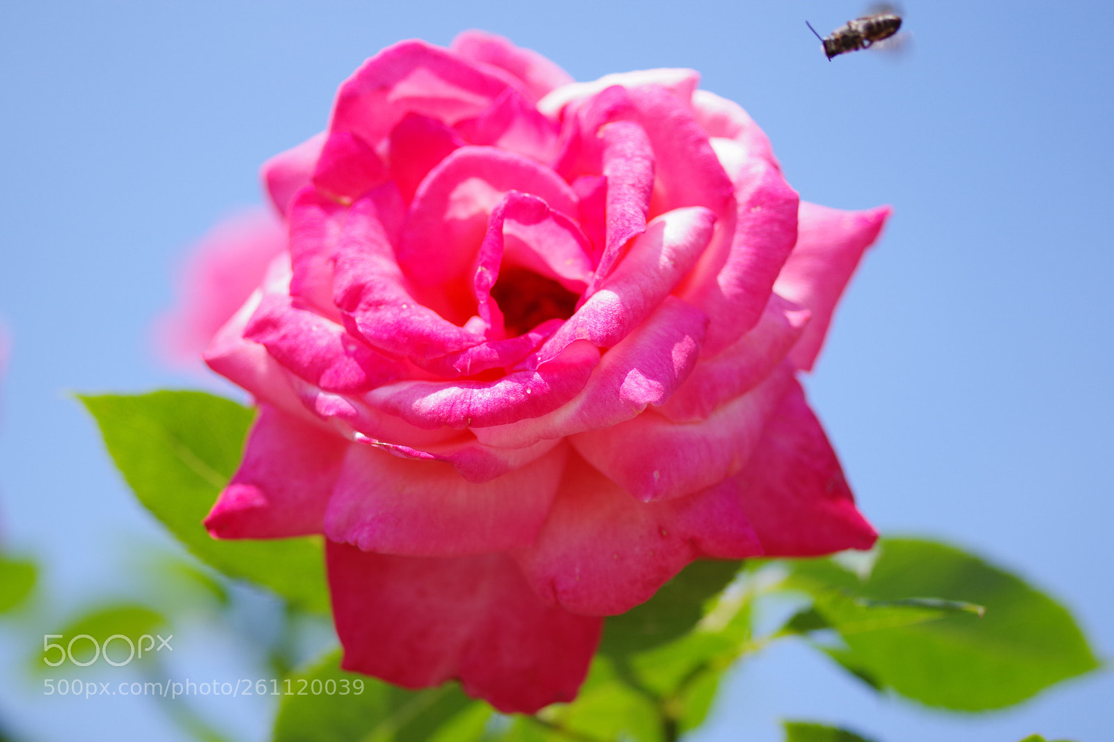 Pentax K-70 sample photo. Untitled photography
