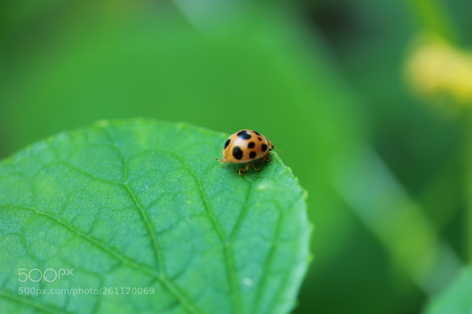 Canon EOS 60D sample photo. Img coloradobeetle photography