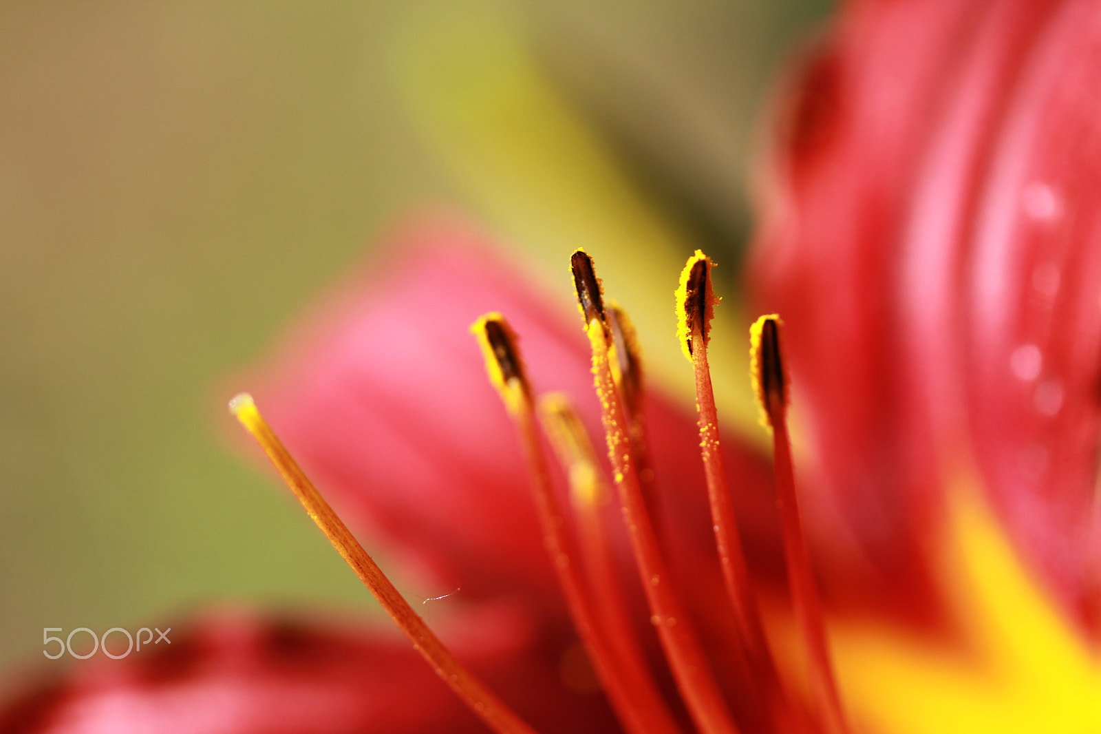 Canon EF-S 60mm F2.8 Macro USM sample photo. Img daylily photography