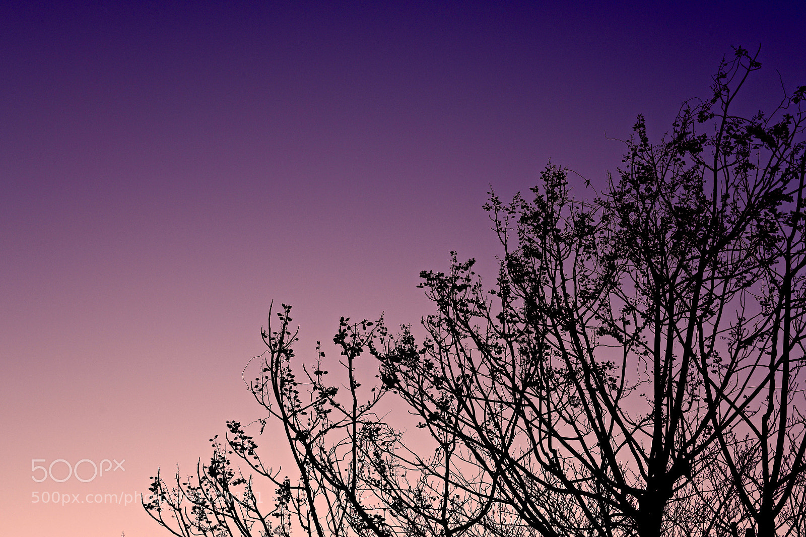 Nikon D850 sample photo. Gradation photography