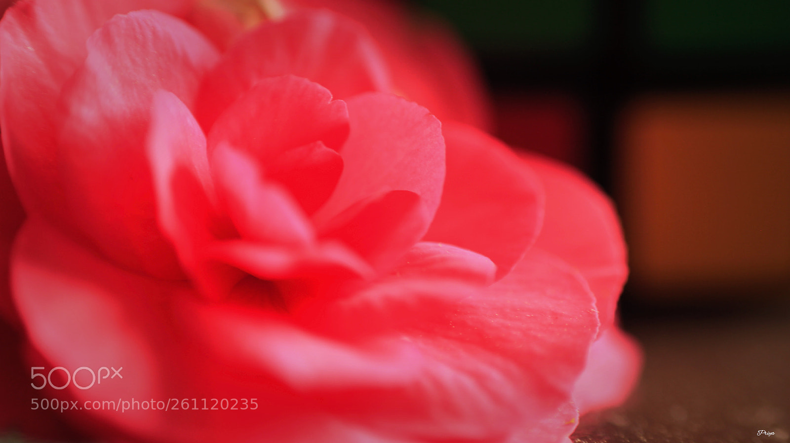 Canon EOS 60D sample photo. Rose photography