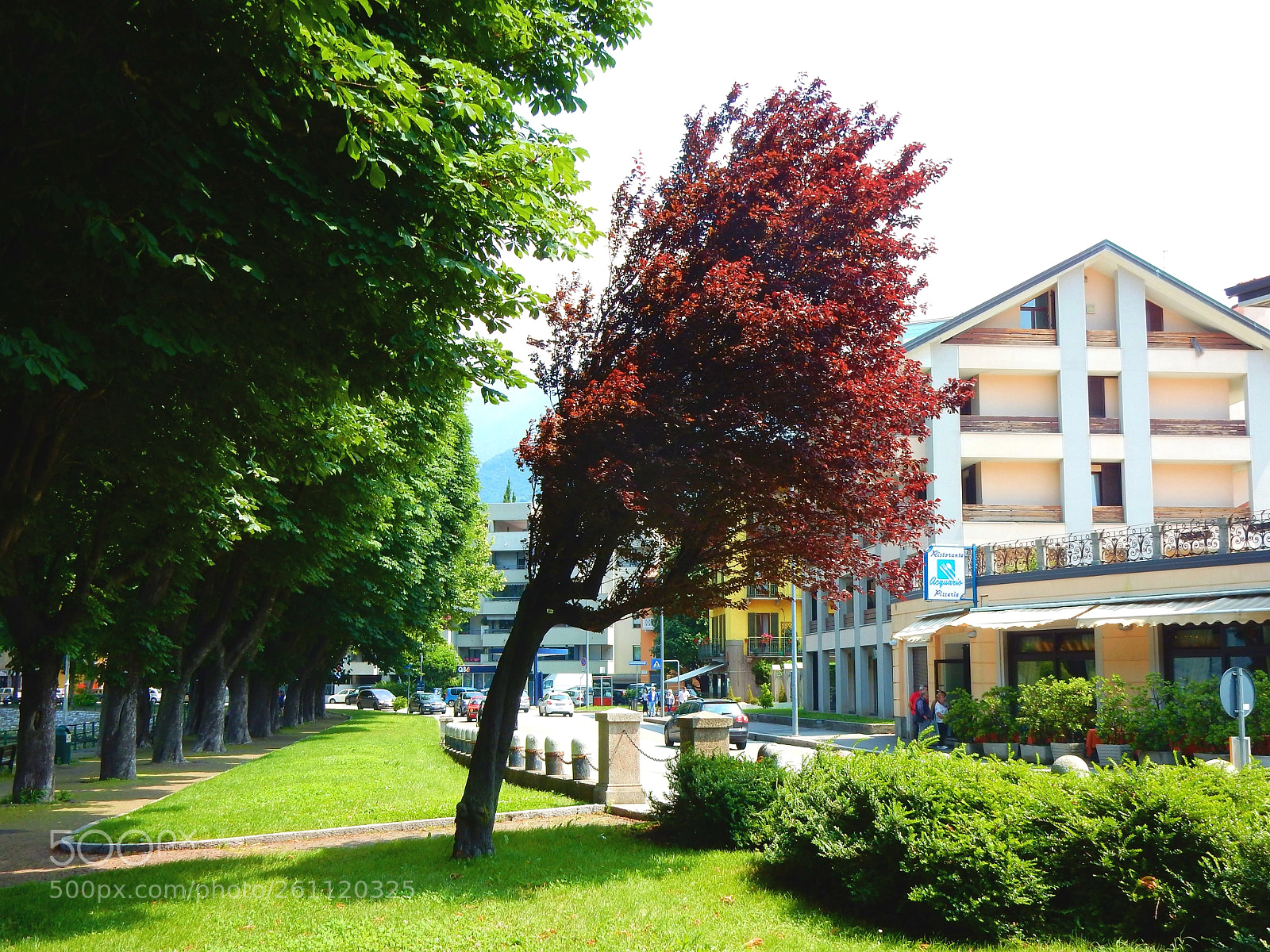 Nikon Coolpix S9900 sample photo. Nato sotto la forza photography