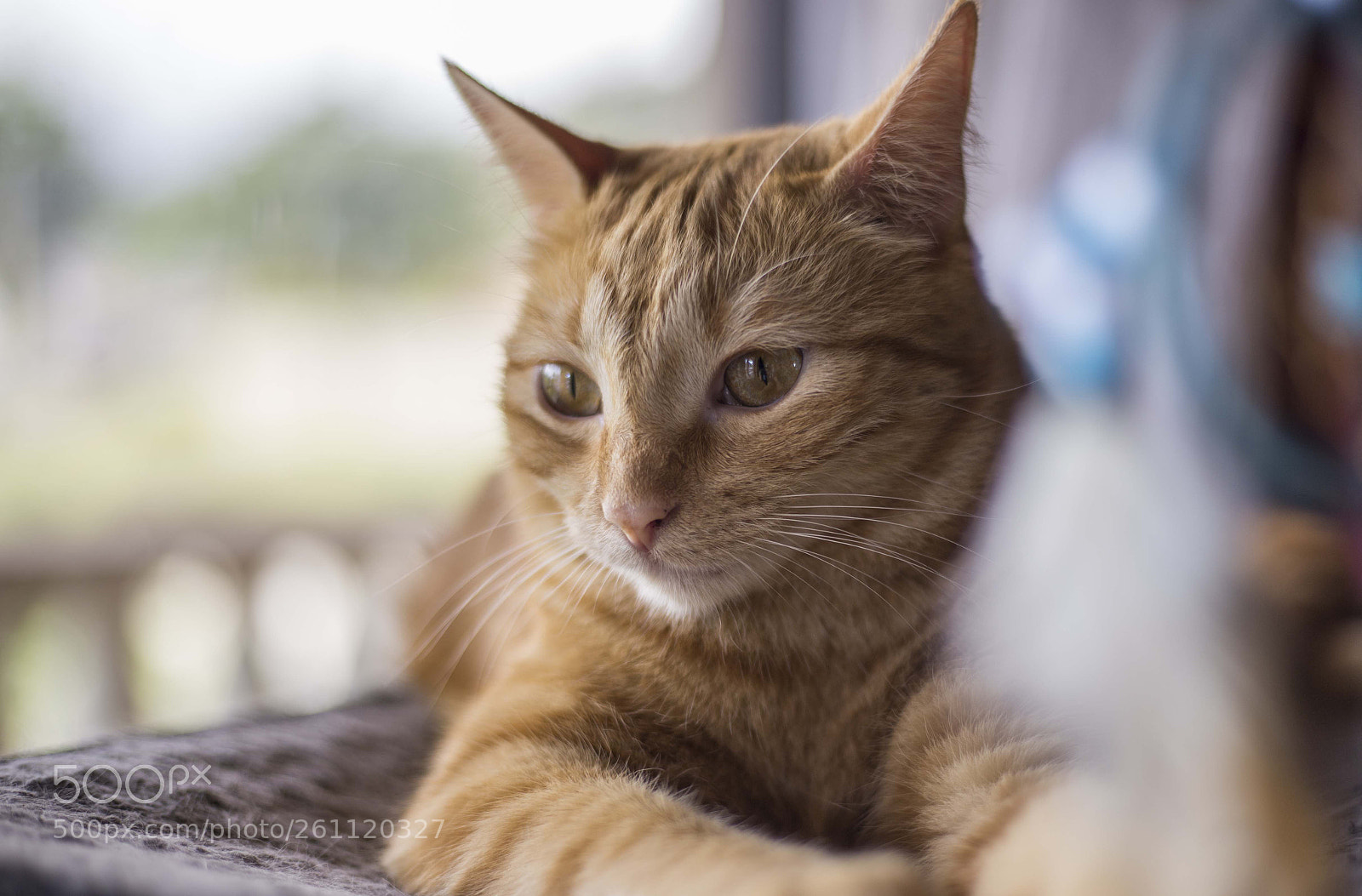 Canon EOS 6D sample photo. Princess ginger photography