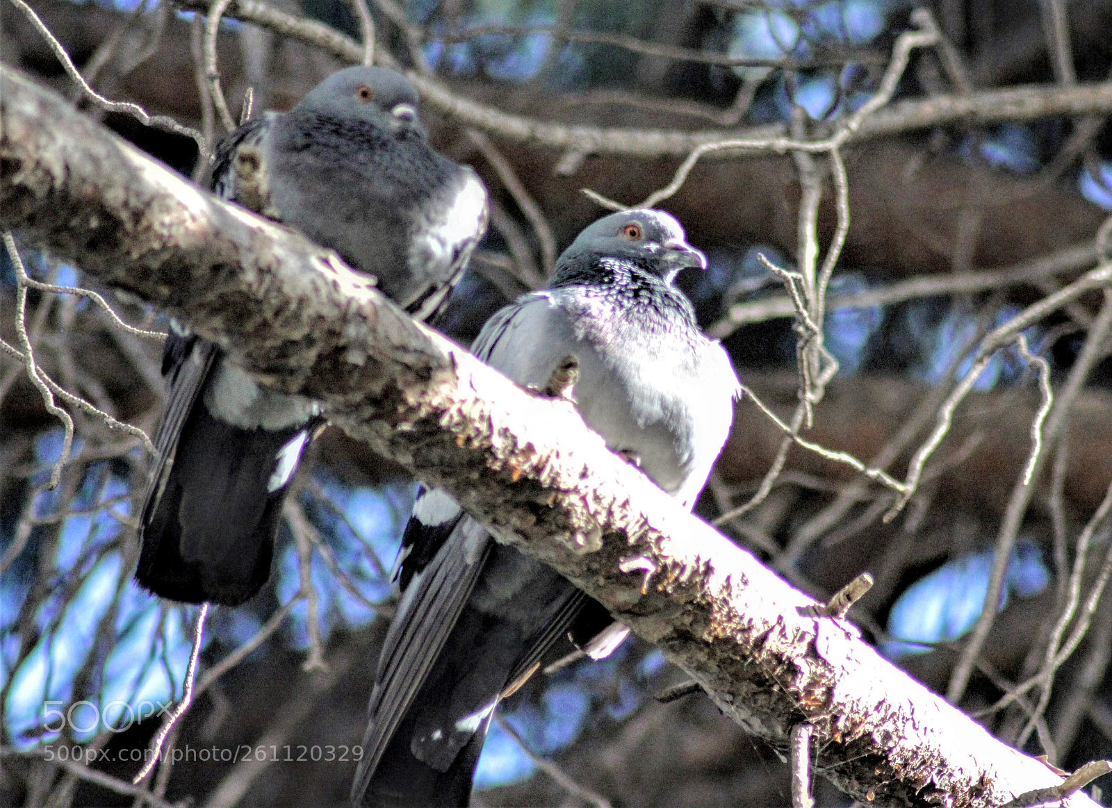 Canon EOS 700D (EOS Rebel T5i / EOS Kiss X7i) sample photo. Two pigeons in the photography