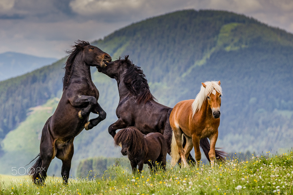 Canon EOS 5D Mark IV sample photo. Sommerweide photography