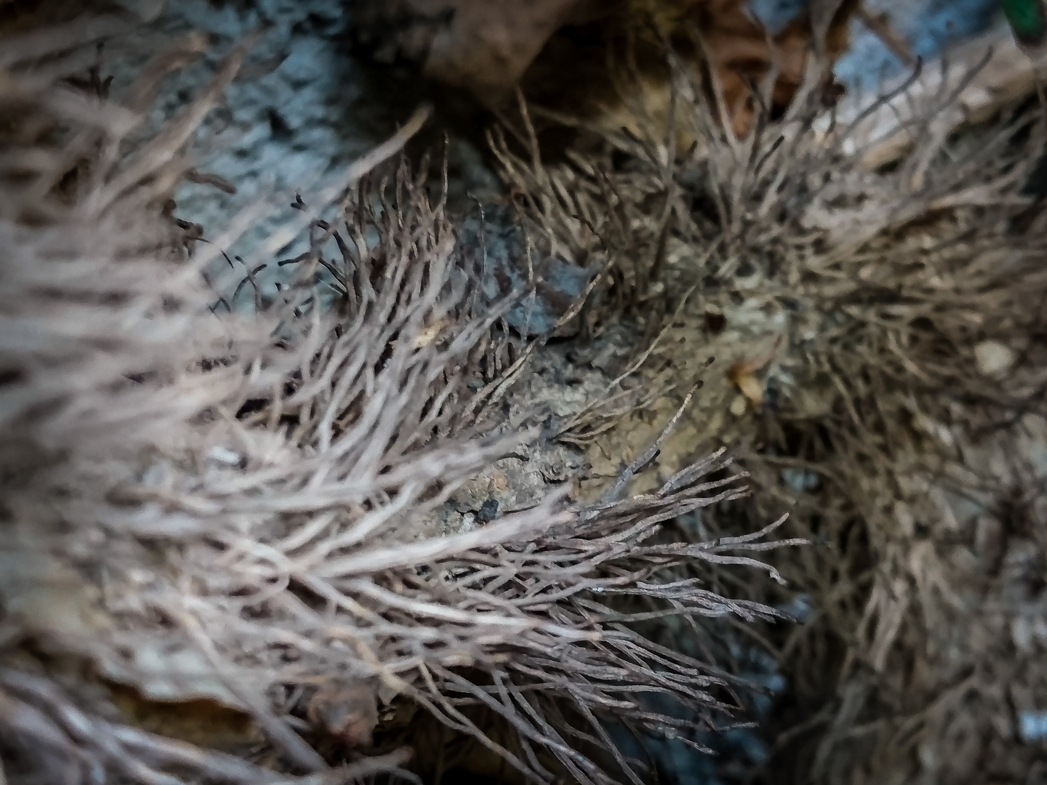 Sony Xperia Z5 sample photo. Thorny scenery photography