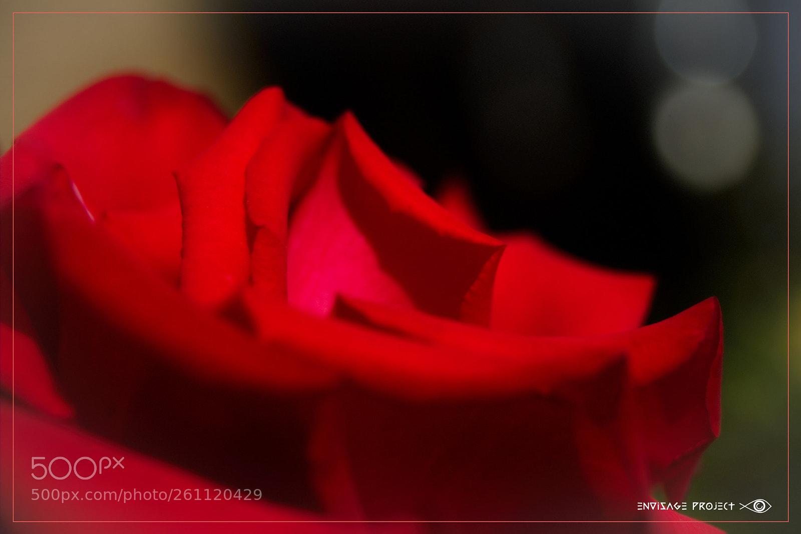 Sony a7R sample photo. Abstract rose photography