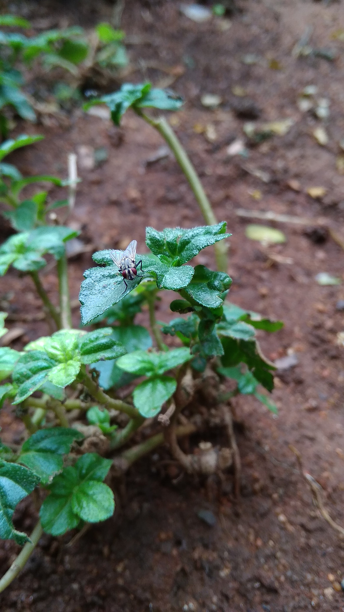 Xiaomi Redmi 5A sample photo. Untitled photography