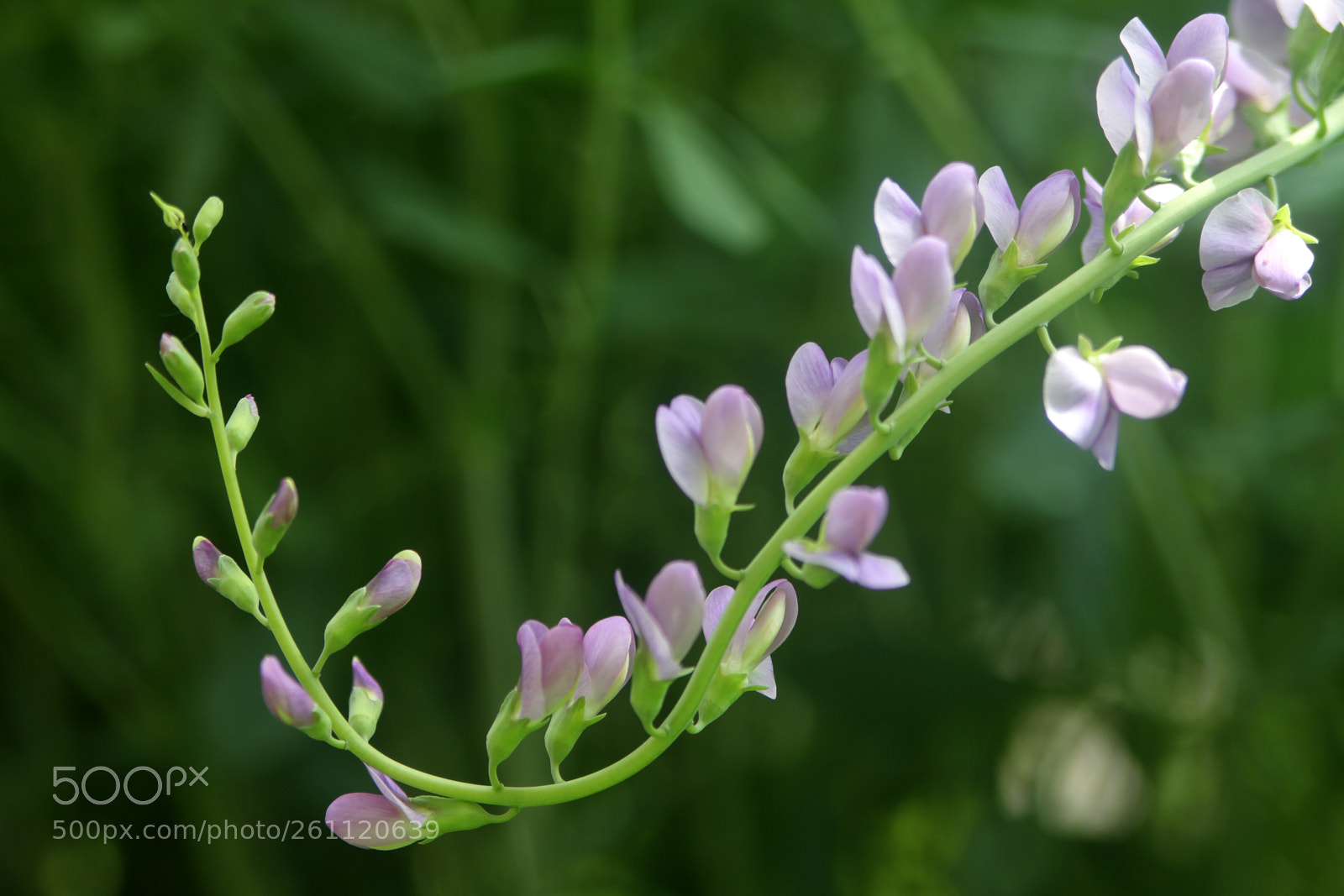 Canon EOS 7D sample photo. Under the sun light photography