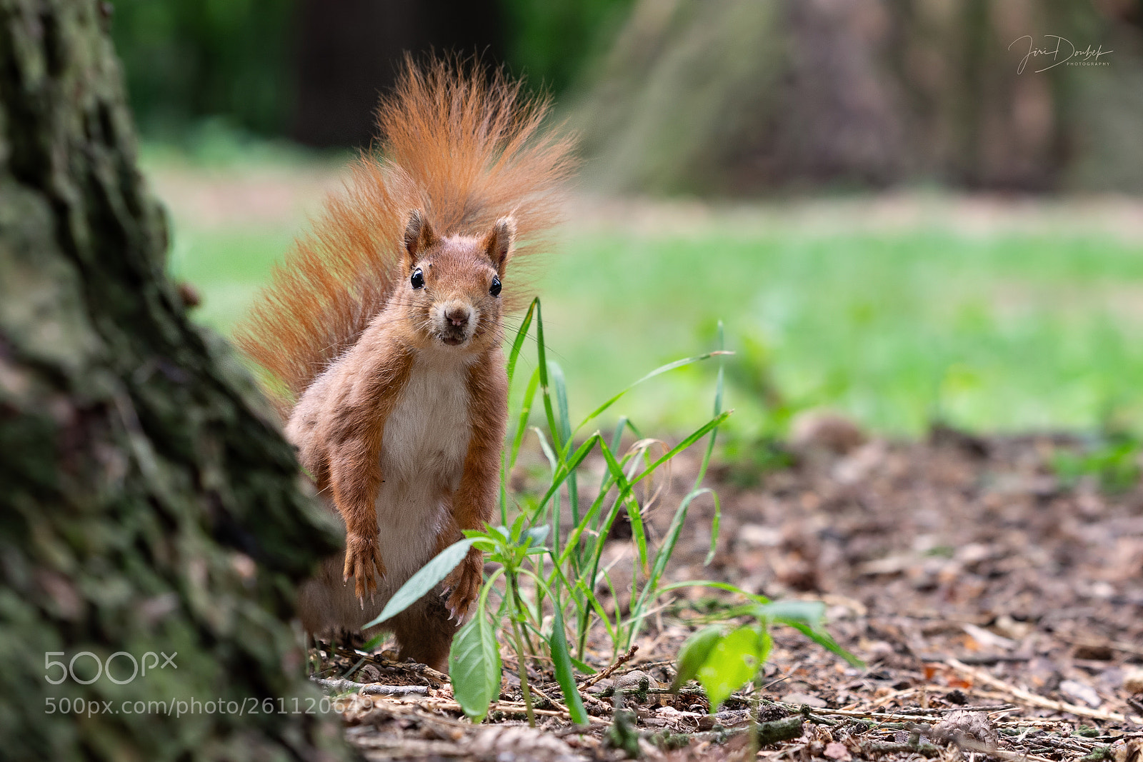 Nikon D7200 sample photo. Veverka - squirrel photography