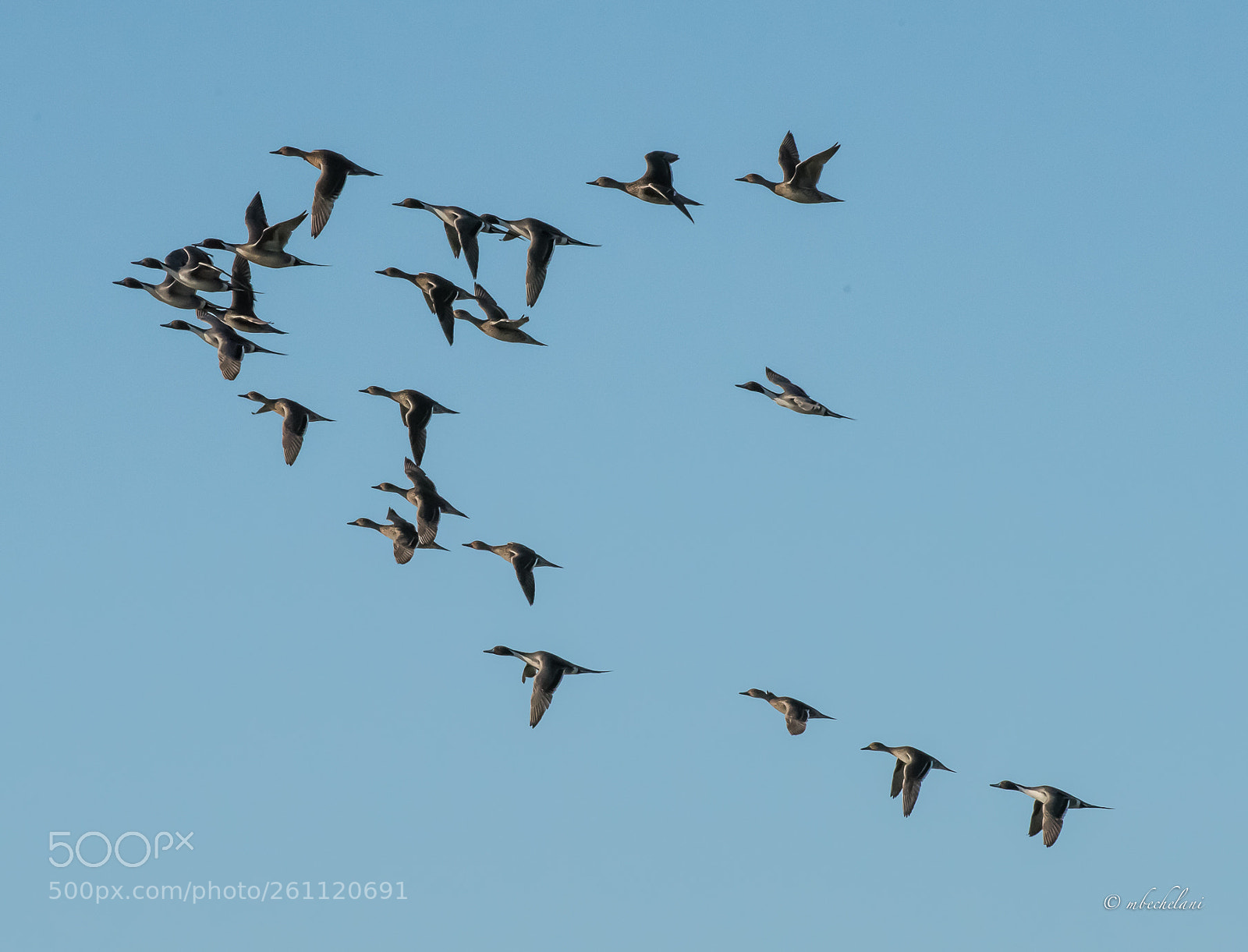 Nikon D810 sample photo. Mbs photography