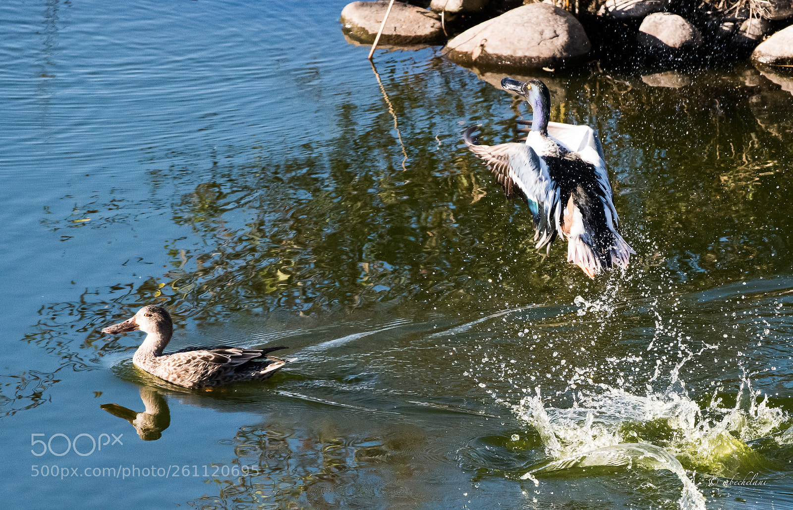 Nikon D810 sample photo. Mbs photography