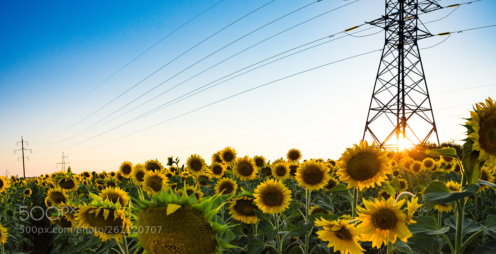 Nikon D7000 sample photo. Sunset in sunflower field photography