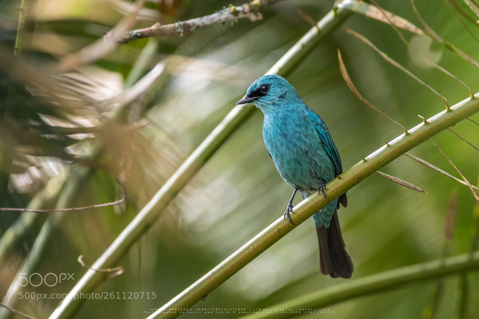 Nikon D810 sample photo. Verditer flycatcher photography